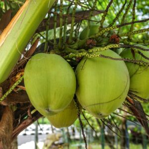 Coconuts Bulk Order
