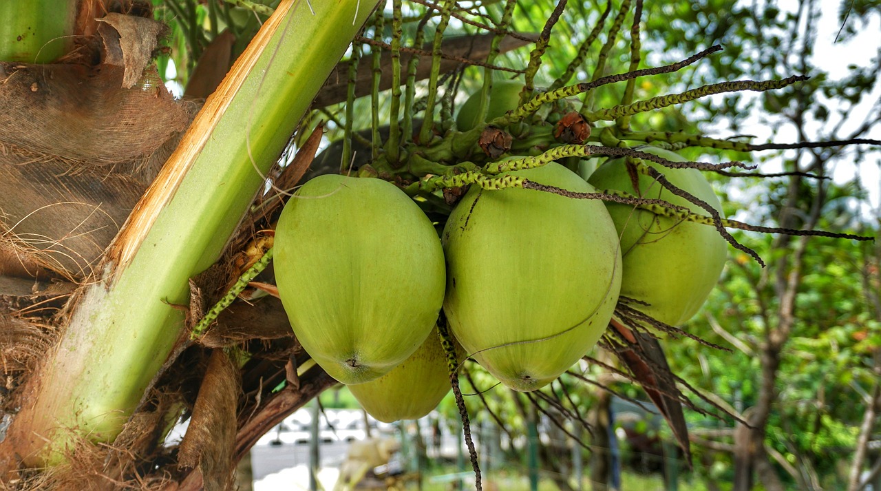 order coconut in bulk