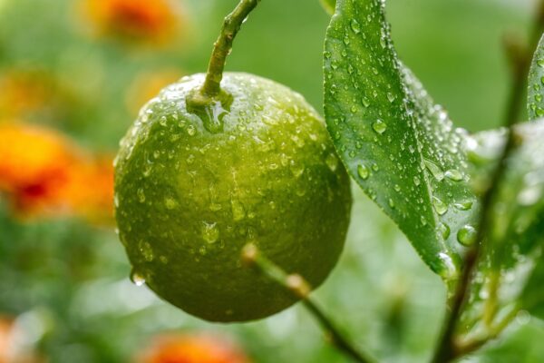 order organic lemon