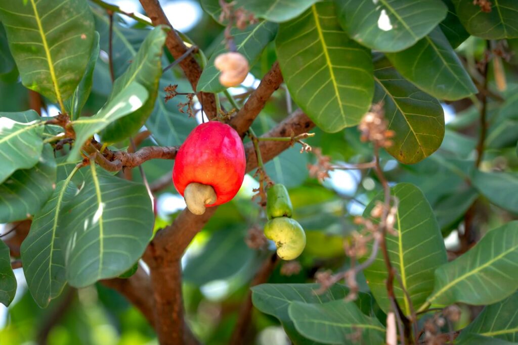 cashew nuts